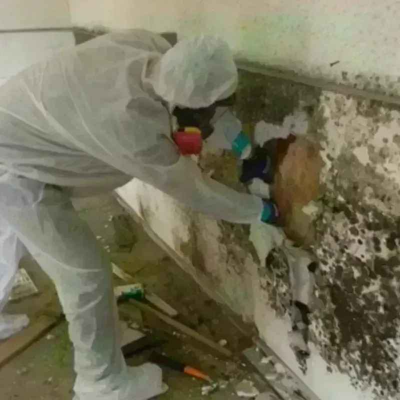 Mold Remediation and Removal in Johnsonville, SC